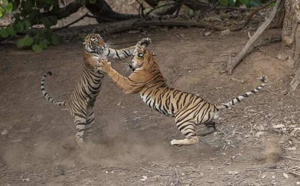 Танец-бой: невероятные фотографии схватки индийских тигров балет ярости, животные, индия, национальный парк, невероятно, раджастан, тигры, фото