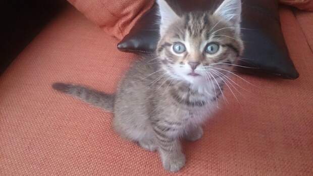 Этого милого котика выкинули, когда ему было два месяца... Он забрался в днище брошенного автомобиля и плакал там от испуга