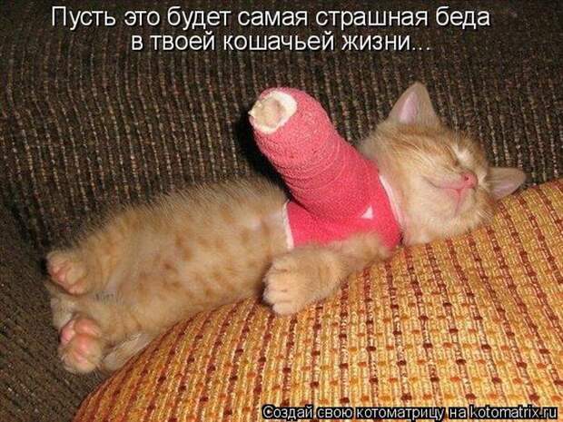 Лучшие котоматрицы недели (50 фото) Лучшие котоматрицы недели (50 фото)