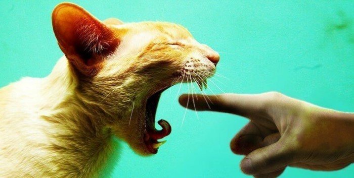 Странные вещи, которые тайно делают все владельцы котов