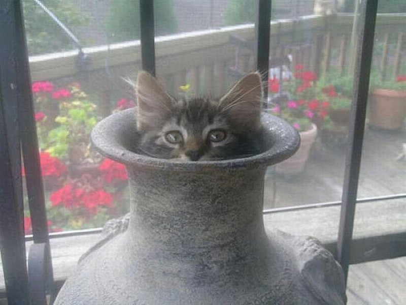 Смешные кошки