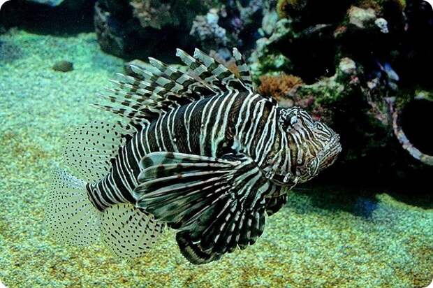 Индийская крылатка или крылатка-воин (лат. Pterois miles)