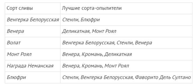 Почему не плодоносит слива и что с этим делать