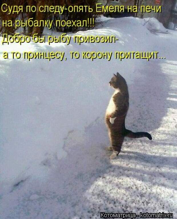 Фото животных с прикольными надписями 