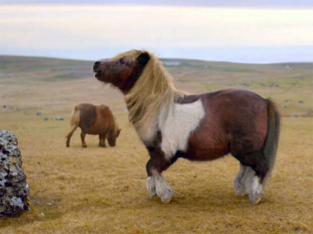 Танцующий шотландский пони по имени Сокс из рекламы британского мобильного интернет-провайдера "3" ("Three") привел в восторг пользователей сети Танцующий шотландский пони по имени Сокс из рекламы британского мобильного интернет-провайдера "3" ("Three") привел в восторг пользователей сети