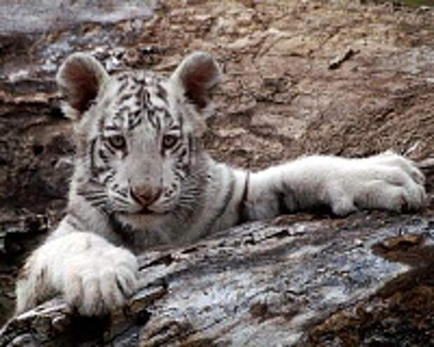Белые тигры 21