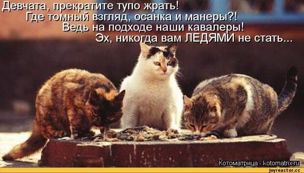 рте тупо жрать! ззгляд, осанка и манеры?! на подходе наши кавалеры! Эх, никогда вам ЛЕДЯМИ не стать Котоматрица - ко1ота1пх!ш|,котоматрица,кошки,песочница,удалённое