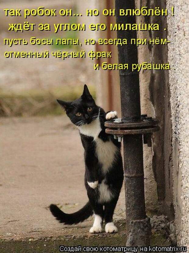 Лучшие котоматрицы недели (50 фото)