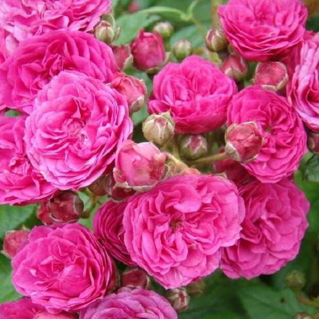 Роза Dinky (Динки) 