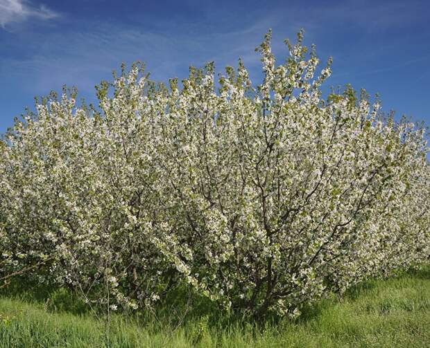 Цветущая черешня и мелодии на фортепиано: в Крыму пройдёт концерт в саду
