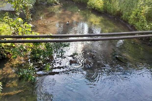 В Тамбове планируют расчистить "громкий" участок реки Студенец