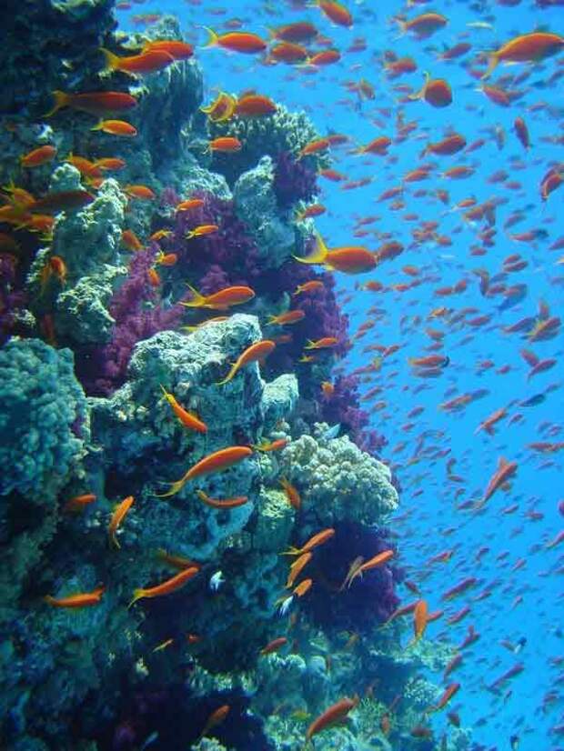 Подводный мир океана. Фото.