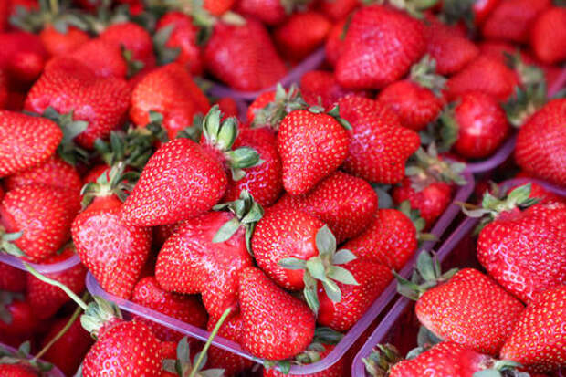 9 тонн клубники с мухой-горбаткой, вызывающей тяжёлые миазы, остановили в порту Новороссийска