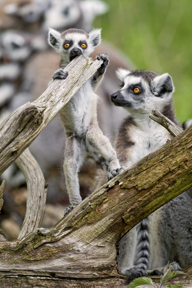 Детёныш лемура. (Tambako The Jaguar)