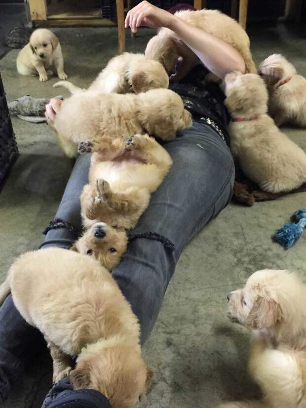 My Friend Picking Out A Golden Retriever Puppy