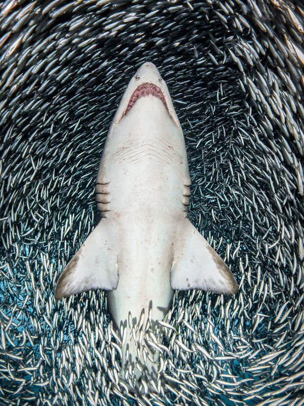 Крутые победители конкурса подводной фотографии Underwater Photographer Of The Year