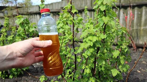 Как получить крупную и сладкую смородину: подкормка до цветения