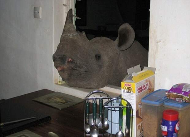 Ручной носорог (13 фото)