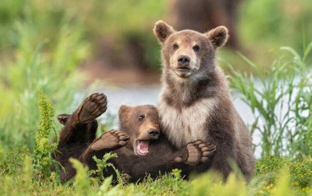 Фотография: Самые смешные фото диких животных от финалистов Comedy Wildlife Photography Awards 2020 №43 - BigPicture.ru