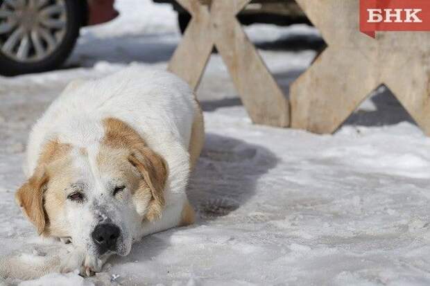 В Ижемском районе нашли подрядчика для отлова безнадзорных собак
