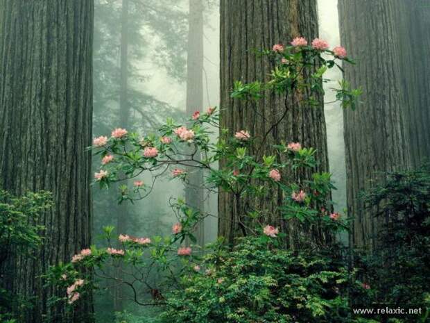 nature_034