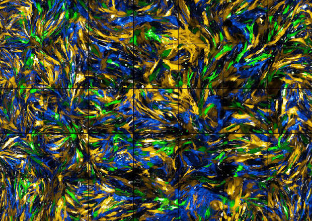 Красочное изображение клеток кровеносных сосудов у мыши