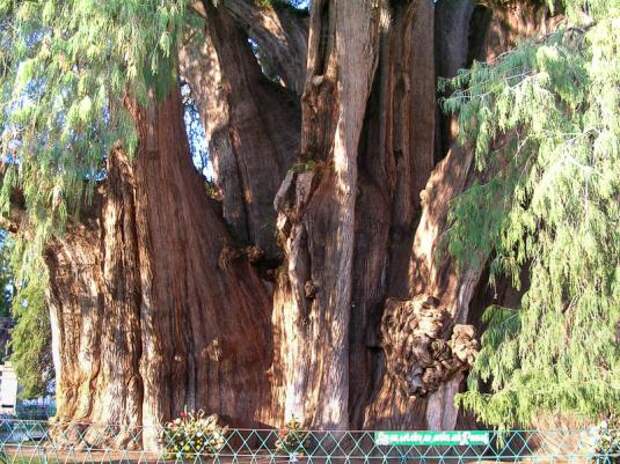 Таксодий мексиканский (taxodium mucronatum)