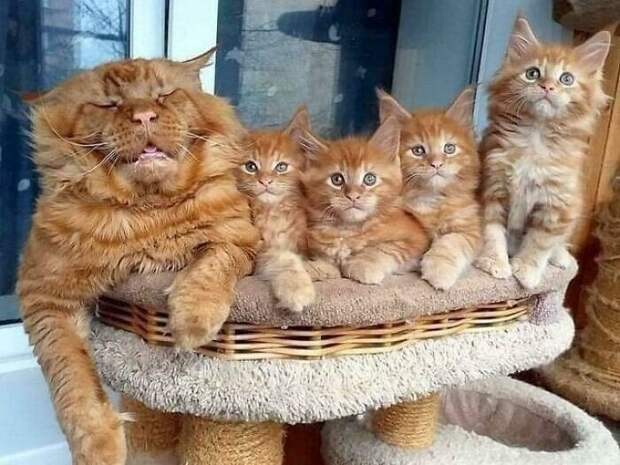 Уморительные котейки, которые сломались