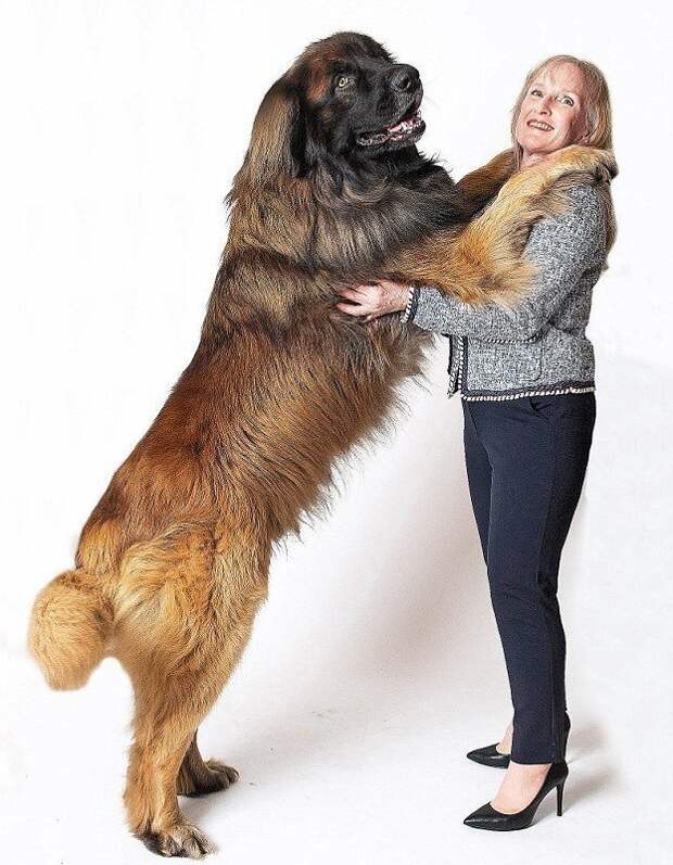 Самая большая собака в мире фото порода рост название и вес