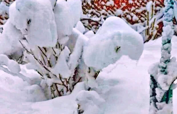 Кропоткин на Кубани на полметра завалило мокрым снегом: света нет со вчерашнего вечера