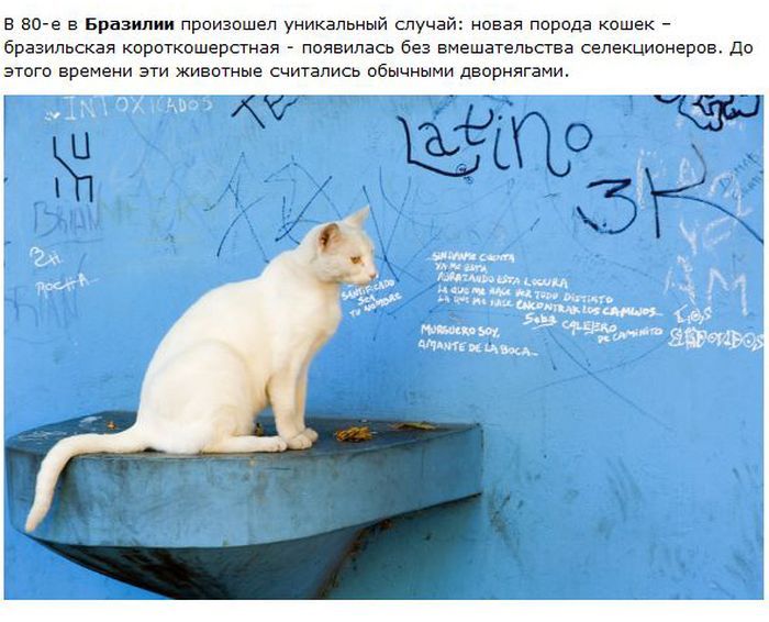 Города котиков (28 фото)
