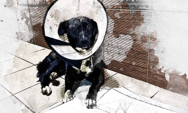 В Орле полицейские нашли спасённой израненной собаке новый дом