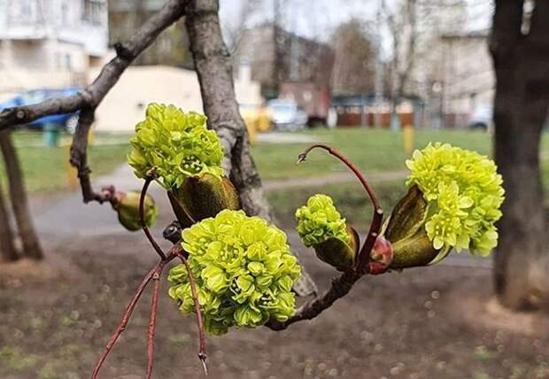 ховрино