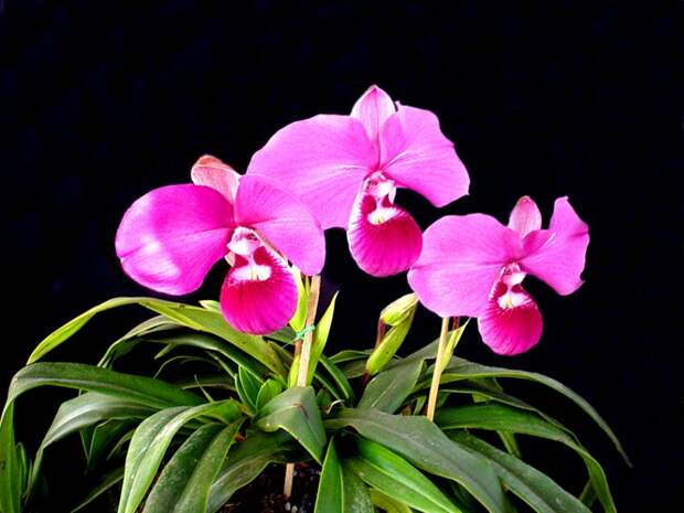 Орхидеи: уход, фото, продажа, выращивание. Обсуждение заказ Peruflora Обсуждения