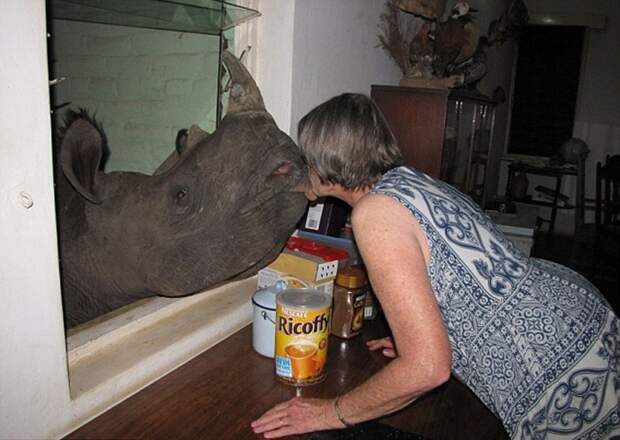 Ручной носорог (13 фото)