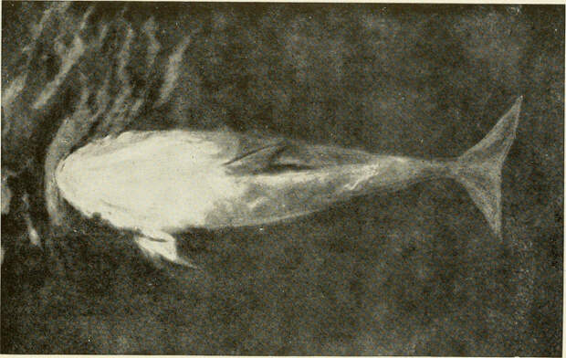 Пелорус Джек – самый известный в начале XX века дельфин-лоцман