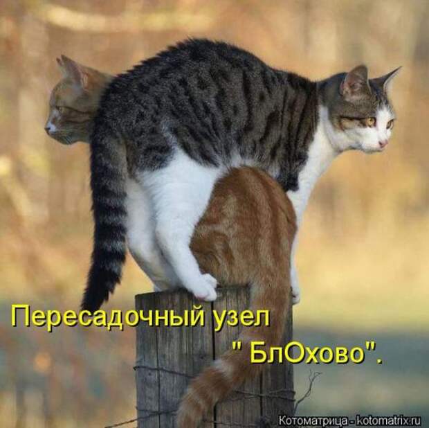Котоматрицы(картинки с надписями)