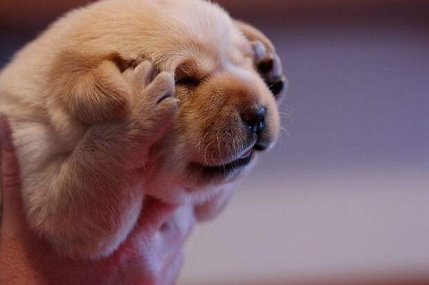 I Turn Into A Cute Labrador