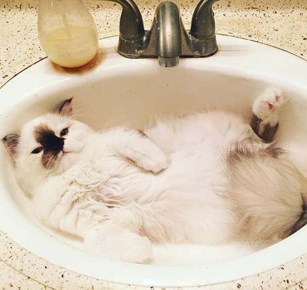 20+ котеек, которые пренебрегают всеми известными законами физики