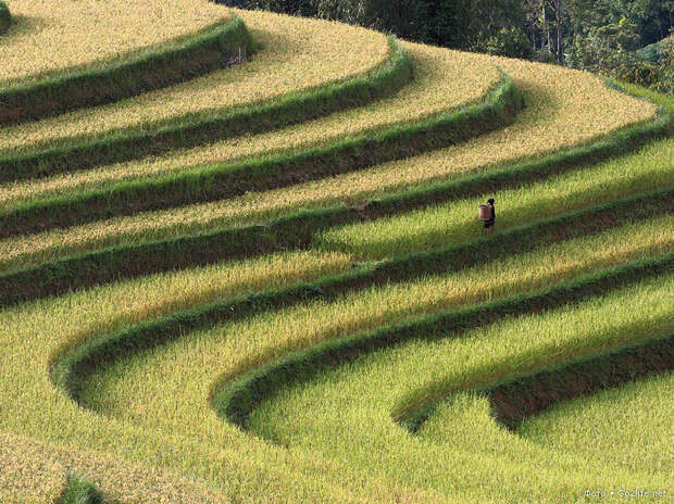 Рисовые террасы во Вьетнаме