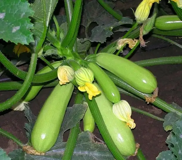 Несколько важных приемов, которые позволят собирать в 2 раза больше кабачков с одного куста