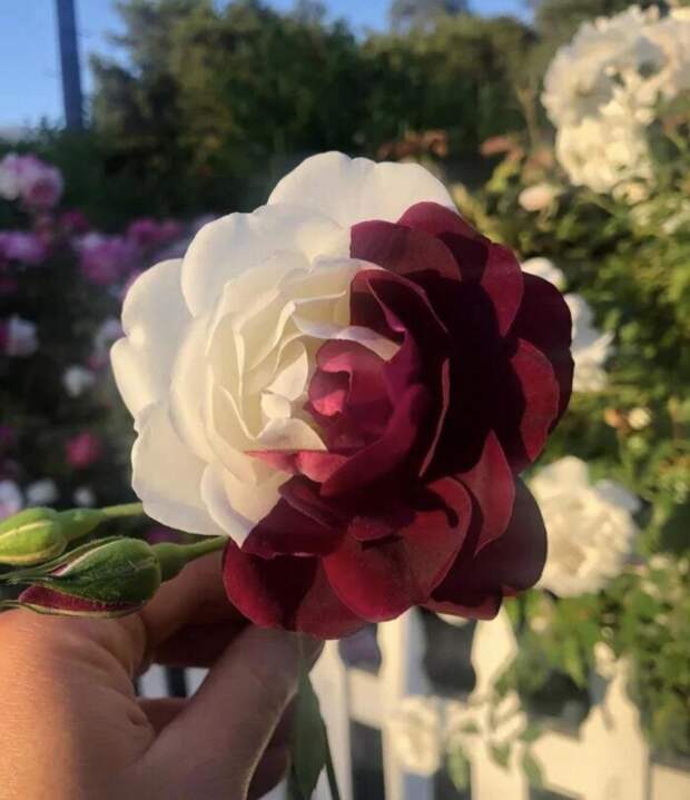 Удивительная роза