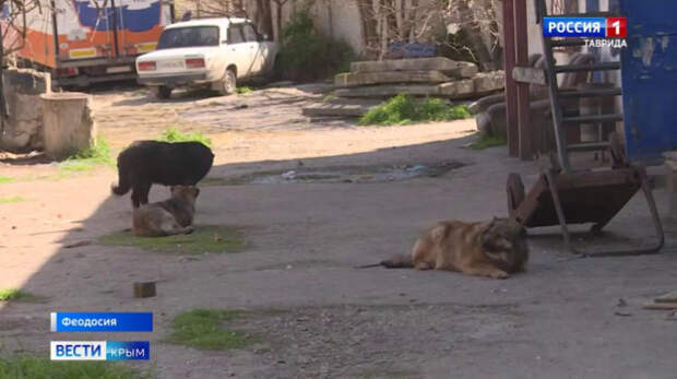 Глава Следкома России взял на контроль ситуацию с бродячими собаками в Феодосии