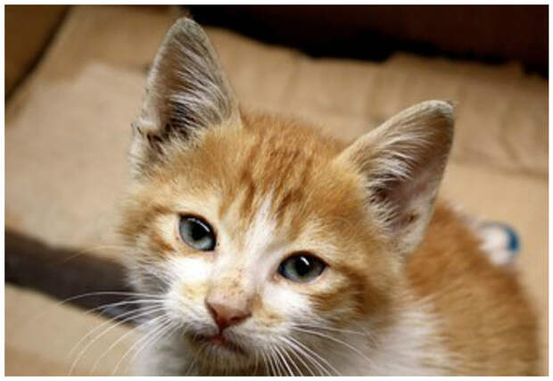 Зоозащитники опасны для общества! бездомные кошки, животные, зоозащита, коты