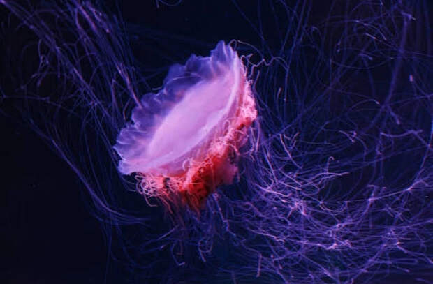 Самая длинная медуза в мире может достигать 36 метров — больше синего кита