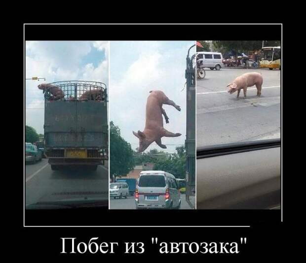 Сборник демотивационных приколов Сборник демотивационных приколов