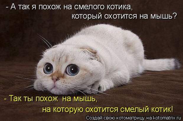 Лучшие котоматрицы недели (50 фото)