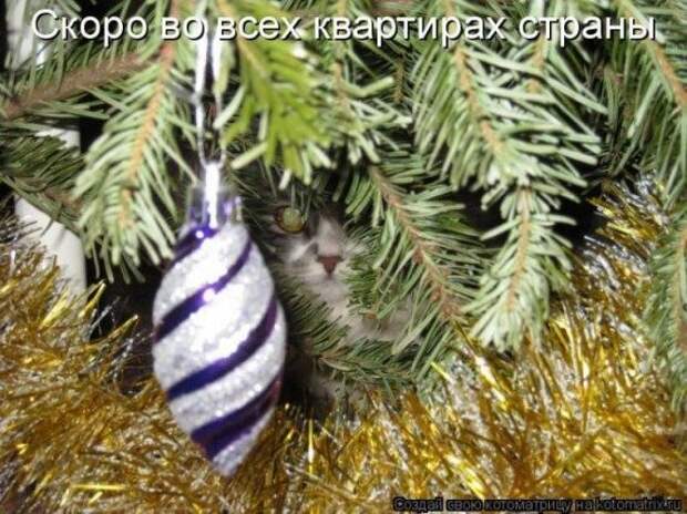 Котоматрицы на Новый год