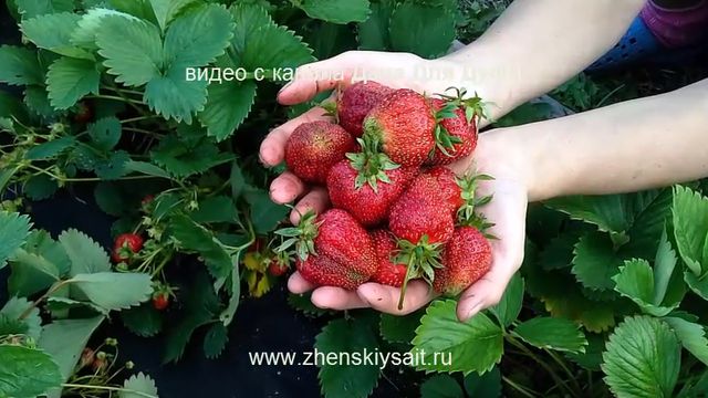 Клубника в торфяных таблетках - это просто! Клубника в торфяных таблетках - это просто!
