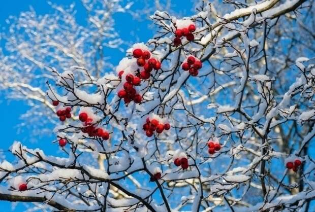 Главный синоптик Петербурга предупредил об усилении морозов к выходным